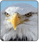 paper perforator eagle